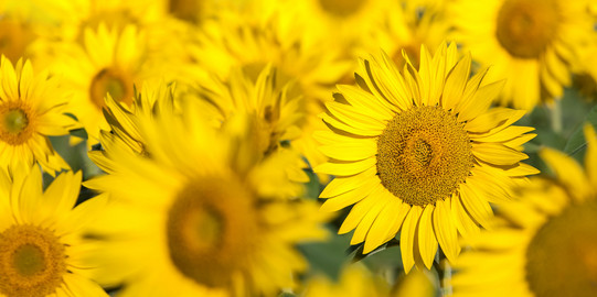 Ein Feld voller gelber Sonnenblumen.