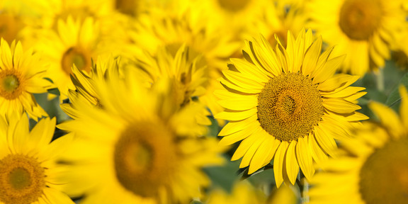 Sonnenblumen Ein Feld voller gelber Sonnenblumen.